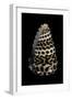 Conus Eburneus Polyglotta-Paul Starosta-Framed Photographic Print