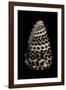 Conus Eburneus Polyglotta-Paul Starosta-Framed Photographic Print