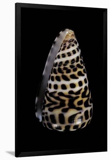 Conus Eburneus Polyglotta-Paul Starosta-Framed Photographic Print