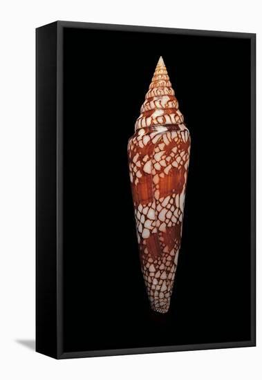 Conus Milneedwardsi Clyptospira-Paul Starosta-Framed Stretched Canvas