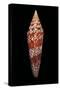 Conus Milneedwardsi Clyptospira-Paul Starosta-Stretched Canvas