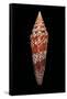 Conus Milneedwardsi Clyptospira-Paul Starosta-Framed Stretched Canvas