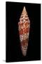 Conus Milneedwardsi Clyptospira-Paul Starosta-Stretched Canvas