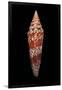 Conus Milneedwardsi Clyptospira-Paul Starosta-Framed Photographic Print