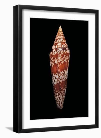 Conus Milneedwardsi Clyptospira-Paul Starosta-Framed Photographic Print