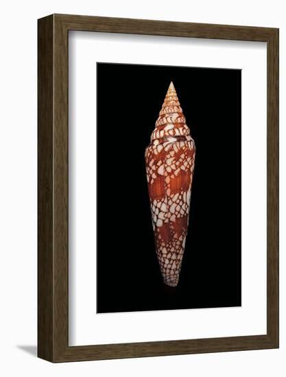 Conus Milneedwardsi Clyptospira-Paul Starosta-Framed Photographic Print