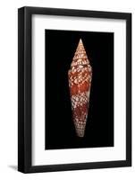 Conus Milneedwardsi Clyptospira-Paul Starosta-Framed Photographic Print