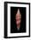 Conus Milneedwardsi Clyptospira-Paul Starosta-Framed Photographic Print