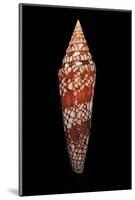 Conus Milneedwardsi Clyptospira-Paul Starosta-Mounted Photographic Print