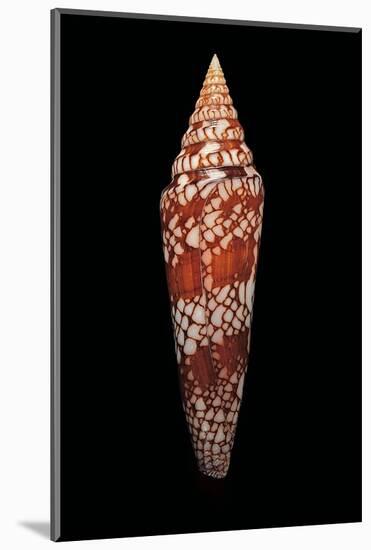 Conus Milneedwardsi Clyptospira-Paul Starosta-Mounted Photographic Print