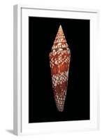 Conus Milneedwardsi Clyptospira-Paul Starosta-Framed Photographic Print