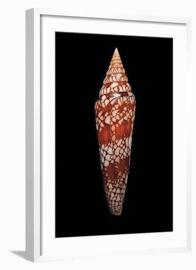 Conus Milneedwardsi Clyptospira-Paul Starosta-Framed Photographic Print