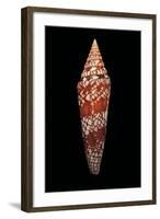 Conus Milneedwardsi Clyptospira-Paul Starosta-Framed Photographic Print