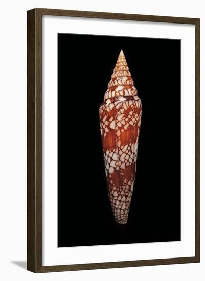 Conus Milneedwardsi Clyptospira-Paul Starosta-Framed Photographic Print