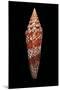 Conus Milneedwardsi Clyptospira-Paul Starosta-Mounted Photographic Print