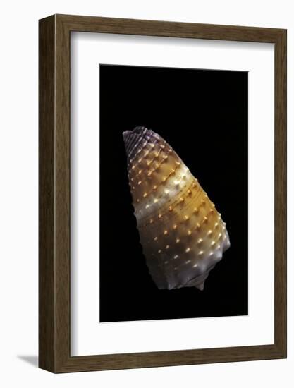 Conus Muriculatus-Paul Starosta-Framed Photographic Print