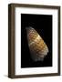 Conus Muriculatus-Paul Starosta-Framed Photographic Print