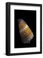 Conus Muriculatus-Paul Starosta-Framed Photographic Print