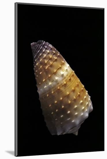 Conus Muriculatus-Paul Starosta-Mounted Photographic Print