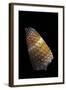 Conus Muriculatus-Paul Starosta-Framed Photographic Print