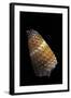 Conus Muriculatus-Paul Starosta-Framed Photographic Print