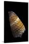 Conus Muriculatus-Paul Starosta-Stretched Canvas