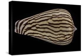 Conus Zebroides-Paul Starosta-Stretched Canvas