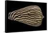 Conus Zebroides-Paul Starosta-Framed Stretched Canvas