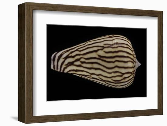 Conus Zebroides-Paul Starosta-Framed Photographic Print