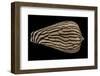 Conus Zebroides-Paul Starosta-Framed Photographic Print