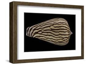 Conus Zebroides-Paul Starosta-Framed Photographic Print