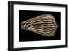 Conus Zebroides-Paul Starosta-Framed Photographic Print