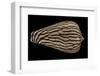 Conus Zebroides-Paul Starosta-Framed Photographic Print