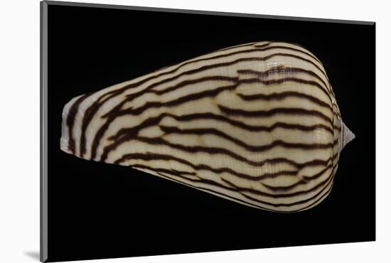 Conus Zebroides-Paul Starosta-Mounted Photographic Print