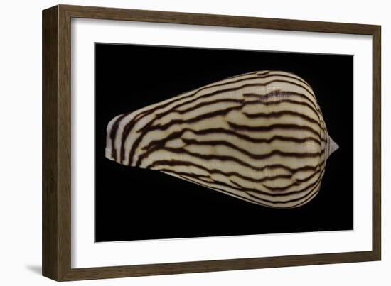 Conus Zebroides-Paul Starosta-Framed Photographic Print