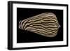 Conus Zebroides-Paul Starosta-Framed Photographic Print