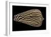 Conus Zebroides-Paul Starosta-Framed Photographic Print