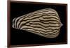 Conus Zebroides-Paul Starosta-Framed Photographic Print