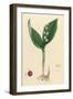 Convallaria Maialis-null-Framed Art Print