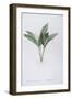 Convallaria Majalis (Lily of the Valley), 1808-Pierre Joseph Redoute-Framed Giclee Print