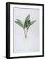 Convallaria Majalis (Lily of the Valley), 1808-Pierre Joseph Redoute-Framed Giclee Print