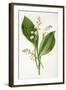 Convallaria Majalis-F Edward Hulme-Framed Art Print