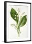 Convallaria Majalis-F Edward Hulme-Framed Art Print