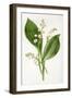 Convallaria Majalis-F Edward Hulme-Framed Art Print