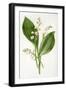 Convallaria Majalis-F Edward Hulme-Framed Art Print