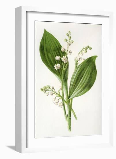 Convallaria Majalis-F Edward Hulme-Framed Art Print