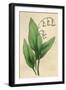 Convallaria Majalis-null-Framed Art Print