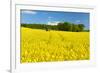 Conventional Agriculture, Farmer Spreading Pesticides on the Rape Field by Tractor-Andreas Vitting-Framed Photographic Print