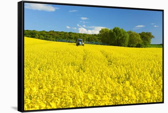 Conventional Agriculture, Farmer Spreading Pesticides on the Rape Field by Tractor-Andreas Vitting-Framed Stretched Canvas