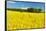 Conventional Agriculture, Farmer Spreading Pesticides on the Rape Field by Tractor-Andreas Vitting-Framed Stretched Canvas